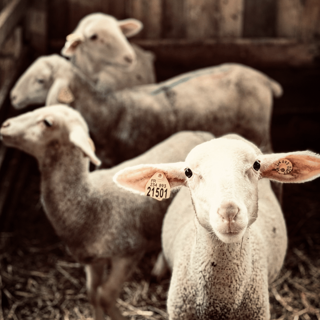 ter ferme